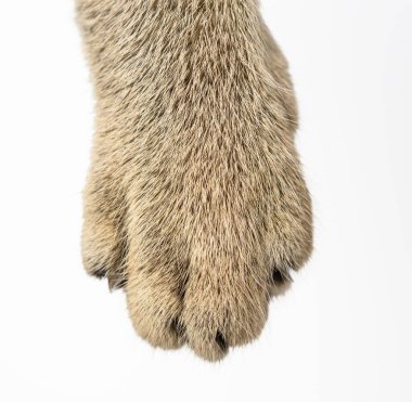 Beyaz arka planda gri bir kedinin pençesi. Kedi yavrusu İskoç çinçilyasına tik taktı