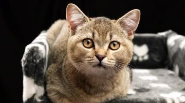 Gri safkan kedi yavrusu İskoç heteroseksüel çinçillası siyah bir arka planda yatıyor, kedi dinleniyor.
