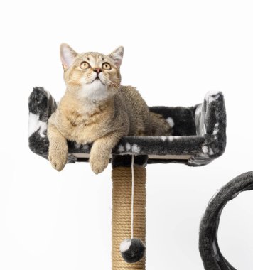 Gri safkan kedi yavrusu İskoç heteroseksüel çinçillası çok katlı bir oyun evinde yatıyor, beyaz arka plan