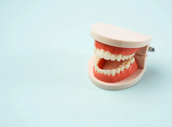 Plastic Model Human Jaw White Teeth Blue Background Copy Space — Stock Photo, Image