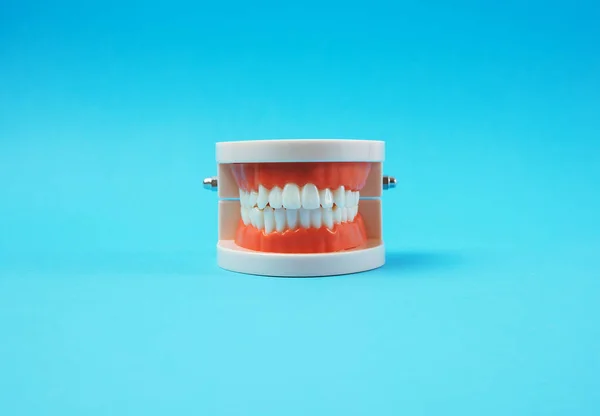 Plastic Model Human Jaw White Teeth Blue Background Close — Stock Photo, Image