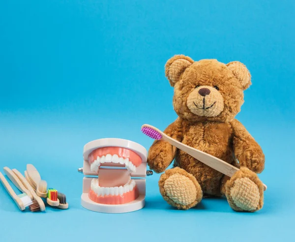 Plastic Model Human Jaw White Teeth Brown Teddy Bear Wooden — Stock Photo, Image
