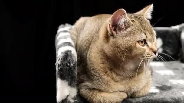 一只灰色纯种的苏格兰纯种小猫咪躺在黑色的背景上 这只猫正在休息 — 图库视频影像