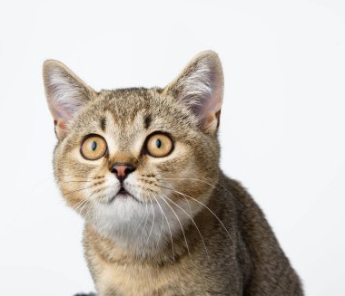 Kedi yavrusu altın tepside İskoç çinçillası beyaz arka planda oturuyor, yakın plan