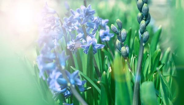 Bloeiende Blauwe Hyacint Tuin Een Zomerse Zonnige Middag Selectieve Focus — Stockfoto