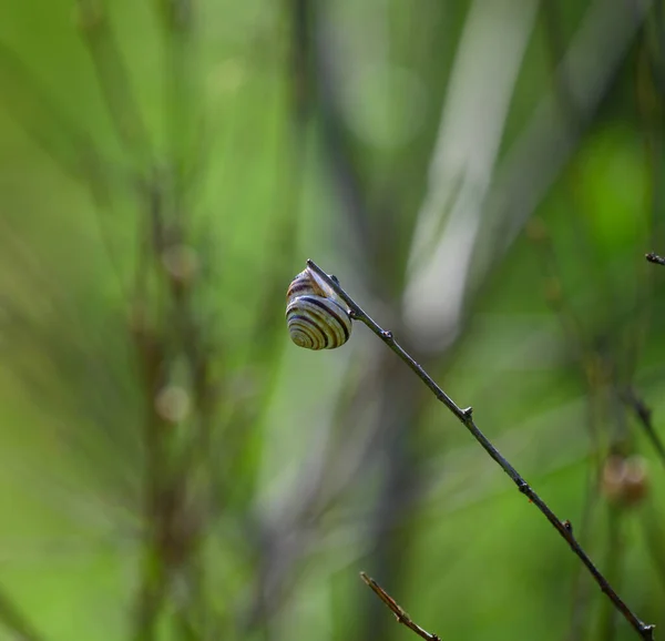 Pequeño Caracol Parque Sienta Una Rama Día Soleado Primavera Cerca — Foto de Stock