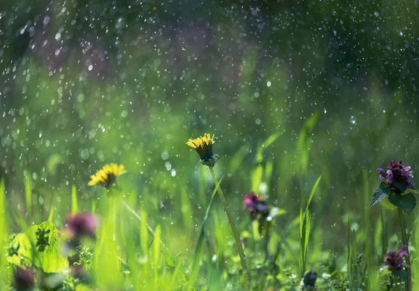 公園の水滴の下の緑のジューシーな草のタンポポ芝生の上の公園の明るい晴れた日閉じます — ストック写真