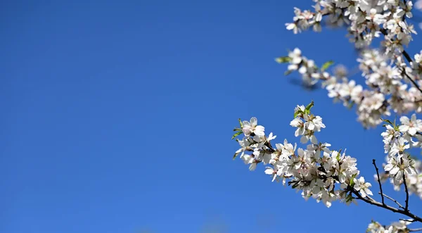 Zweig Mit Weißen Mandelblüten Auf Blauem Himmel Hintergrund Sonniger Frühlingstag — Stockfoto