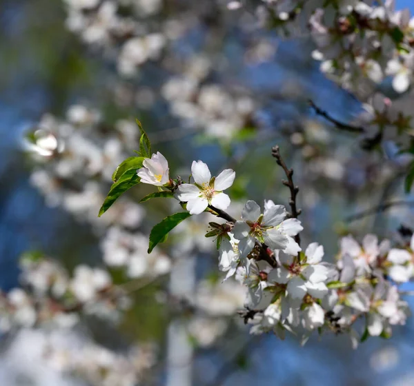 Ramo Con Fiori Mandorlo Bianco Sfondo Cielo Blu Giornata Primavera — Foto Stock