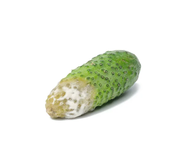 Groene Komkommer Met Witte Schimmel Een Witte Achtergrond Bedorven Groente — Stockfoto