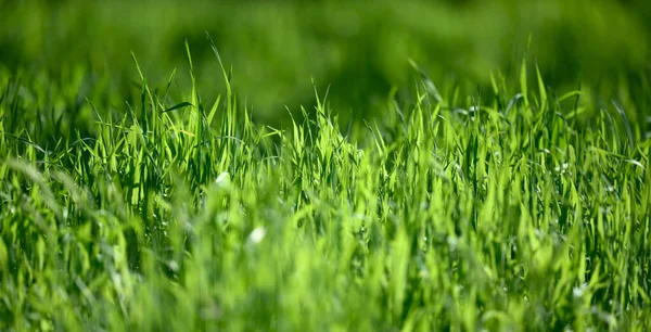 Rasen Mit Grünem Saftigen Gras Park Einem Frühlingstag Sonnig Frühlingstag — Stockfoto