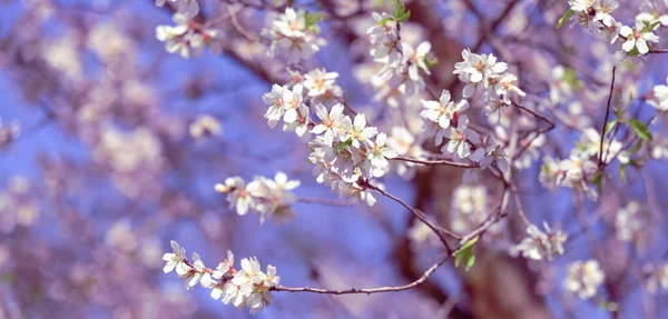 Ramo Con Fiori Mandorlo Bianco Sfondo Cielo Blu Giornata Primavera — Foto Stock