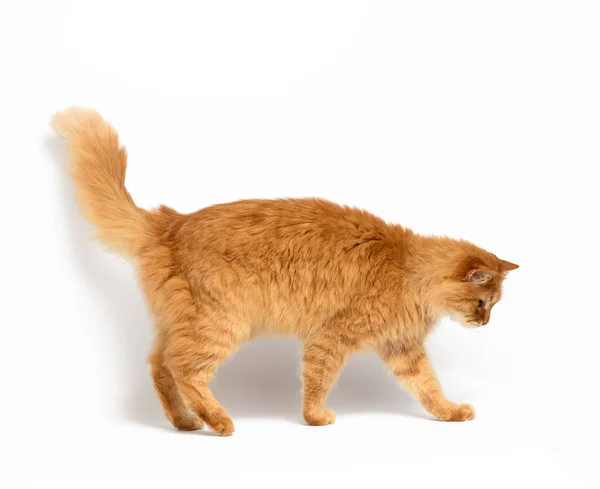 Adulto Gatto Rosso Sta Uno Sfondo Bianco Animale Lateralmente — Foto Stock