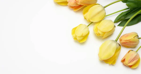 Tulipanes Amarillos Sobre Fondo Blanco Vista Superior Espacio Para Copiar — Foto de Stock