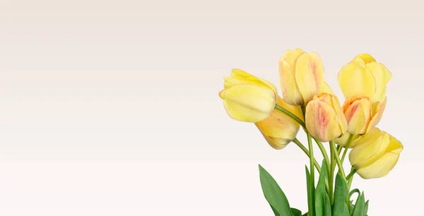 Tulipanes Amarillos Sobre Fondo Blanco Fondo Festivo Espacio Para Copiar — Foto de Stock