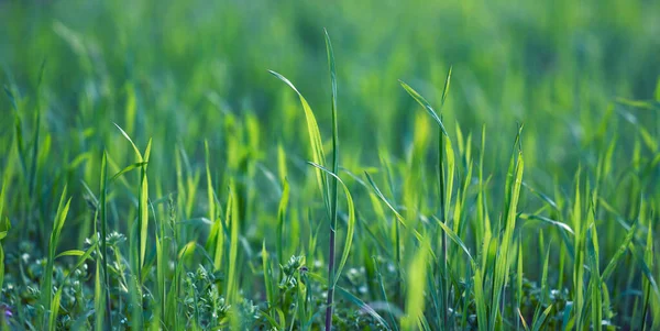 Лужайка Зеленой Пышной Травой Парке Весенний День Солнечный — стоковое фото