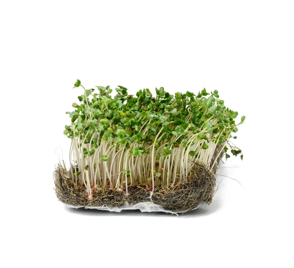 Brokoli Hijau Tumbuh Pada Latar Belakang Putih Sehat Microgreen Menutup — Stok Foto