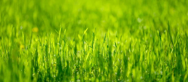 Pelouse Avec Herbe Verte Luxuriante Dans Parc Jour Printemps Bannière — Photo