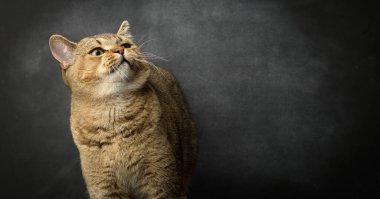 Siyah bir arka planda gri İskoç bir kedinin portresi, komik bir yüz, kopyalama alanı