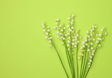 Yeşil arka planda, çiçekli vadi zambakları, üst manzara. Tebrik kartı için güzel arkaplan, kopyalama alanı