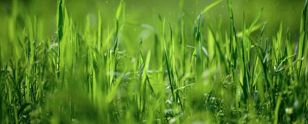 Rasen Mit Grünem Saftigen Gras Park Einem Frühlingstag Banner — Stockfoto