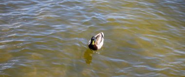 Yaban ördeği bir bahar günü Dinyeper nehrinde yüzer.