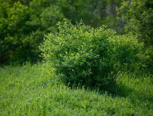 Arbusto Grande Com Folhas Verdes Parque Primavera — Fotografia de Stock