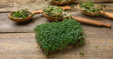 green sprouts of chia, arugula and mustard on a table from gray wooden boards, top view. A healthy food supplement containing vitamins C, E and K clipart