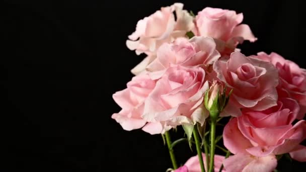 Bouquet Pink Blooming Roses Rotates Black Background Place Inscription — Stock Video