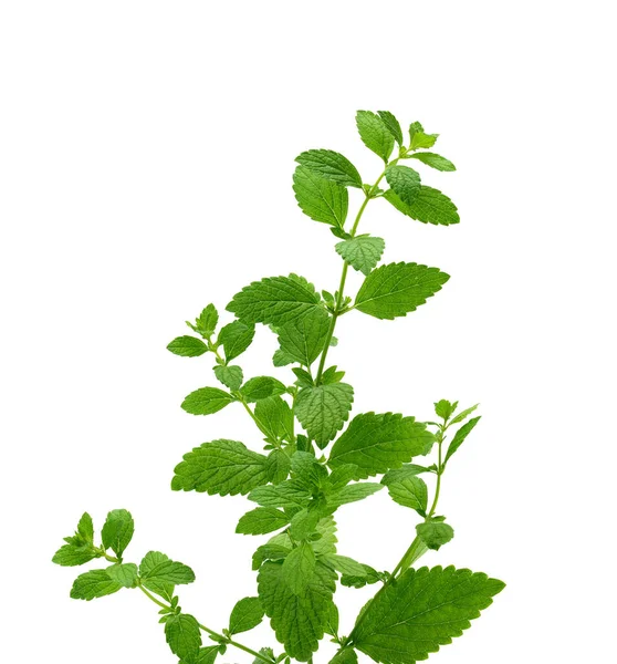 Πράσινο Κλαδί Μέντας Φύλλα Αρωματικό Καρύκευμα Για Επιδόρπια Και Κοκτέιλ — Φωτογραφία Αρχείου