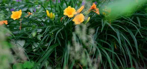 Bloeiende Gele Lelies Met Groene Stengels Bladeren Tuin Zomerdag Spandoek — Stockfoto