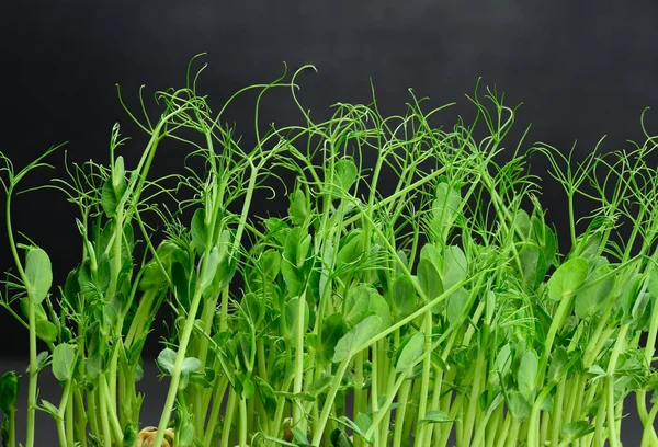 Brotes Guisante Verde Comida Sana Sabrosa Desintoxicación — Foto de Stock