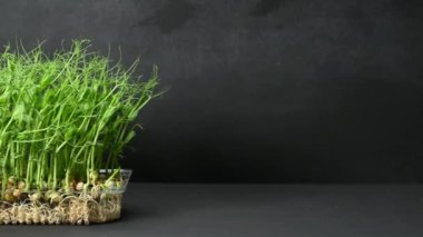Siyah arka planda yeşil bezelye filizi tutan kadın eli, sağlıklı yemek, detoks
