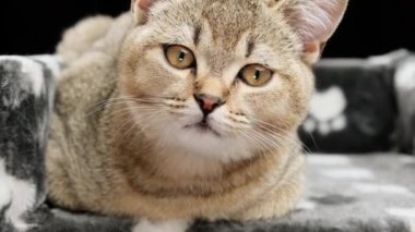Gri safkan kedi yavrusu İskoç heteroseksüel çinçillası siyah bir arka planda yatıyor, kedi dinleniyor.