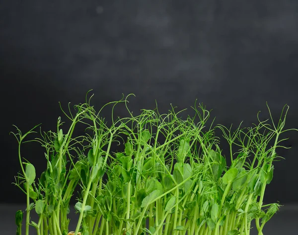 Brotes Guisante Verde Comida Sana Sabrosa Desintoxicación Espacio Para Copiar — Foto de Stock