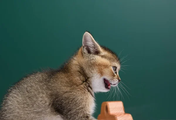 Gatinho Escocês Chinchila Linha Reta Senta Fundo Acordo Close — Fotografia de Stock