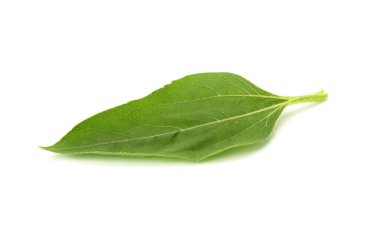 Beyaz arkaplanda yeşil ayçiçeği yaprağı izole