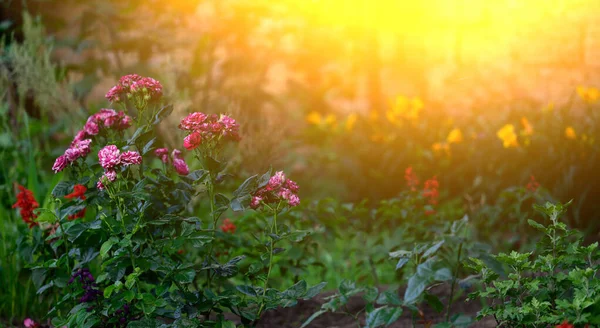 Rama Con Capullos Rosados Florecientes Hojas Verdes Las Luces Sol —  Fotos de Stock