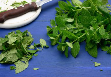 Mavi ahşap arka planda bir demet yeşil nane. Kokteyller ve tatlılar için mis kokulu baharat.