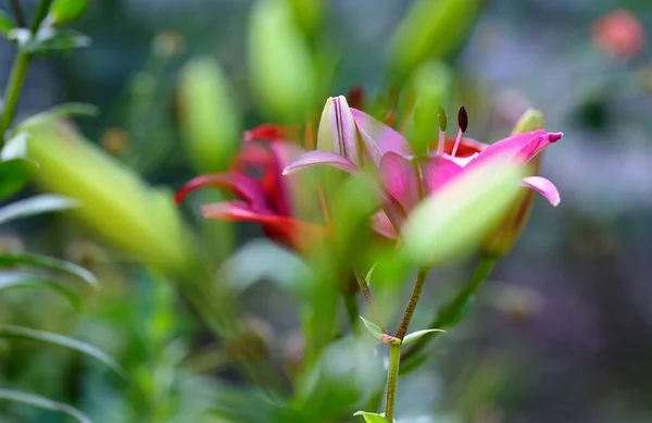 Fioritura Gigli Rossi Con Steli Verdi Foglie Giardino Giorno Estate — Foto Stock