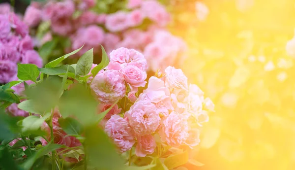 Rosa Blühende Rosen Garten Strahlen Der Strahlenden Sonne Nahaufnahme — Stockfoto