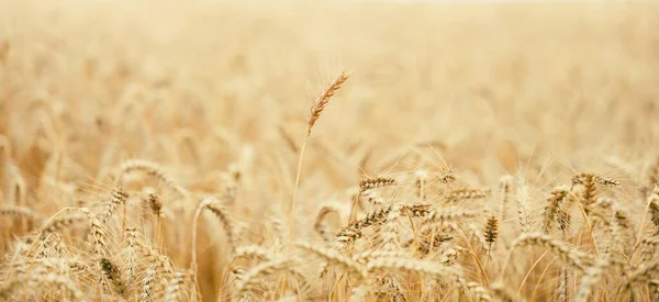 Field Yellow Ripe Ears Wheat Summer Day Selective Focus — Stockfoto