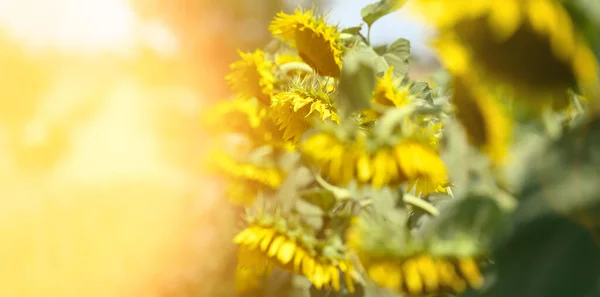 Lapangan Dengan Bunga Matahari Mekar Pada Hari Musim Panas Deretan — Stok Foto