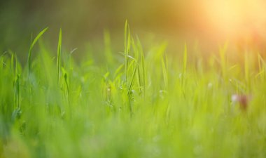 Bir bahar günü parkta yemyeşil çimenli çimenler, güneşli.