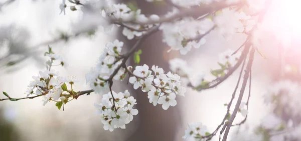 Ramo Prugna Con Fiori Bianchi Nel Parco Messa Fuoco Selettiva — Foto Stock