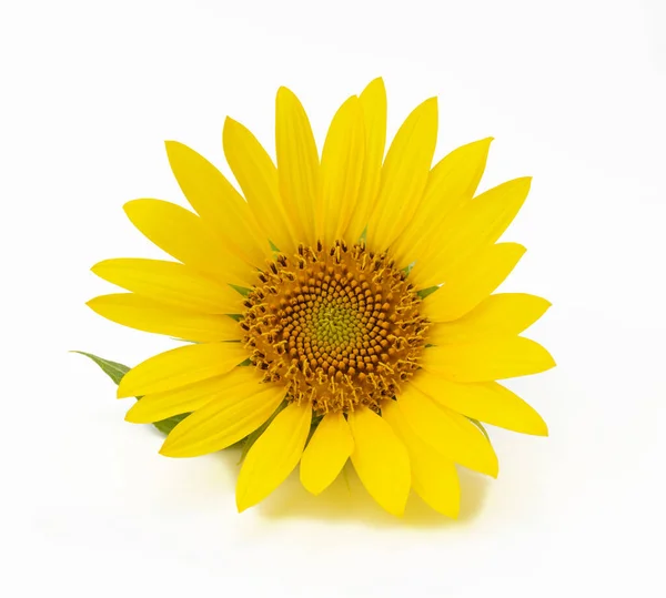 开着的黄色向日葵 白色背景隔离 — 图库照片