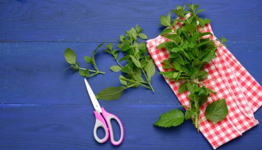 Mavi ahşap arka planda bir demet yeşil nane. Kokteyller ve tatlılar için mis kokulu baharat.