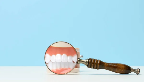 Model Human Jaw White Teeth Wooden Magnifier White Table Early — Stock Photo, Image