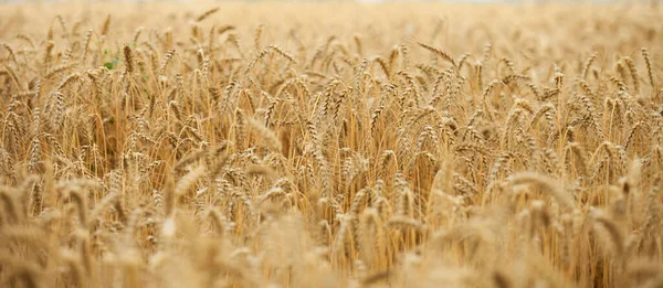 Veld Met Gele Rijpe Tarwe Een Zomerdag Goede Oogst Banier — Stockfoto