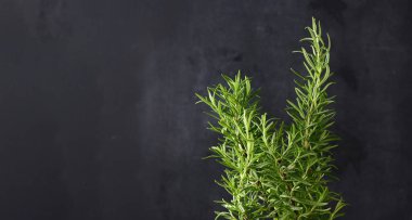 Siyah arka planda yeşil yapraklı biberiye filizi et ve çorbalar için aromatik baharat, kopyalama alanı